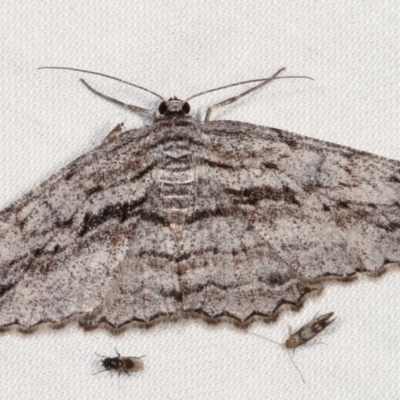 Didymoctenia exsuperata (Thick-lined Bark Moth) at Paddys River, ACT - 13 Mar 2021 by kasiaaus