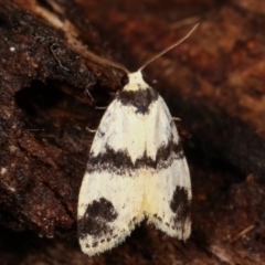 Thallarcha sparsana (Fair Footman) at Tidbinbilla Nature Reserve - 12 Mar 2021 by kasiaaus