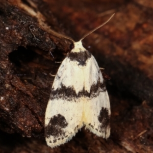 Thallarcha sparsana at Paddys River, ACT - 13 Mar 2021