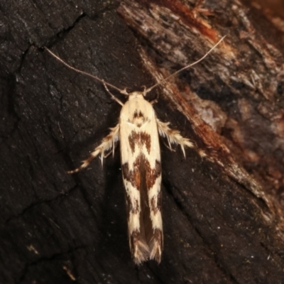 Stathmopoda melanochra (An Oecophorid moth (Eriococcus caterpillar)) at Tidbinbilla Nature Reserve - 12 Mar 2021 by kasiaaus