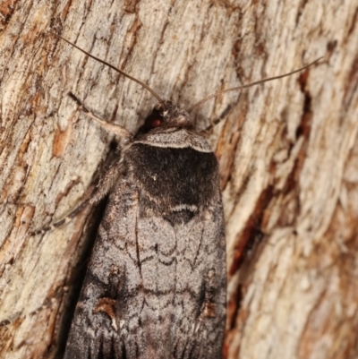 Proteuxoa restituta (Black-bodied Noctuid) at Tidbinbilla Nature Reserve - 12 Mar 2021 by kasiaaus