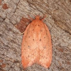 Garrha leucerythra (A concealer moth) at Paddys River, ACT - 13 Mar 2021 by kasiaaus