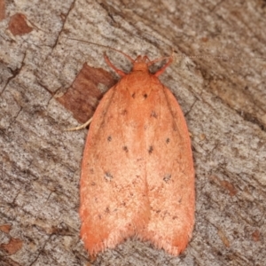 Garrha leucerythra at Paddys River, ACT - 13 Mar 2021