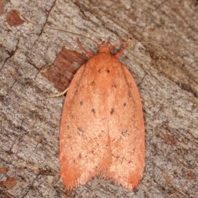 Garrha leucerythra (A concealer moth) at Paddys River, ACT - 13 Mar 2021 by kasiaaus