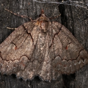 Austroterpna undescribed species at Paddys River, ACT - 13 Mar 2021