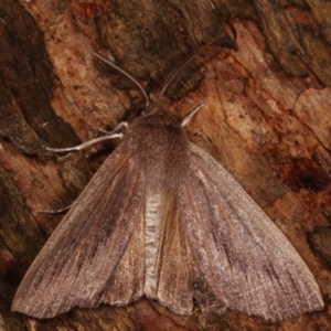 Palleopa innotata at Paddys River, ACT - 13 Mar 2021 12:26 AM