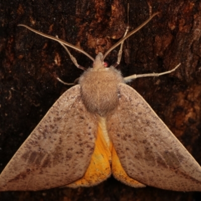 Mnesampela heliochrysa (Golden-winged Gum Moth) at Paddys River, ACT - 13 Mar 2021 by kasiaaus