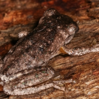 Litoria peronii (Peron's Tree Frog, Emerald Spotted Tree Frog) at Tidbinbilla Nature Reserve - 12 Mar 2021 by kasiaaus