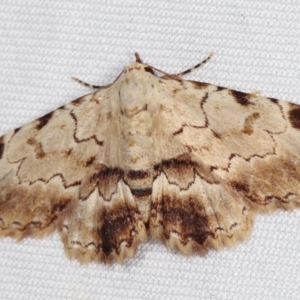 Sandava xylistis at Paddys River, ACT - 13 Mar 2021