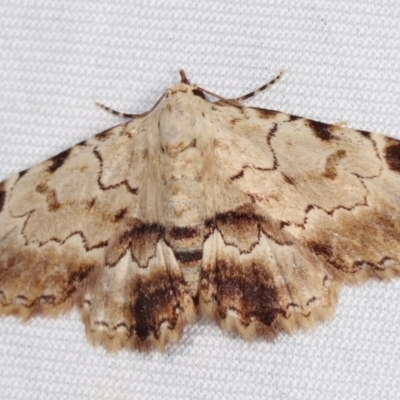 Sandava xylistis (Rusty Snout) at Paddys River, ACT - 13 Mar 2021 by kasiaaus