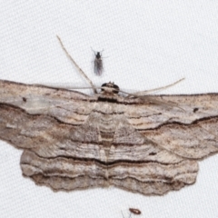 Euphronarcha luxaria (Striated Bark Moth) at Paddys River, ACT - 12 Mar 2021 by kasiaaus