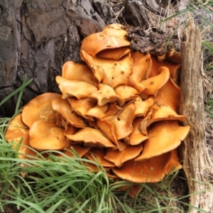 Gymnopilus junonius at Murrumbateman, NSW - 18 Mar 2021