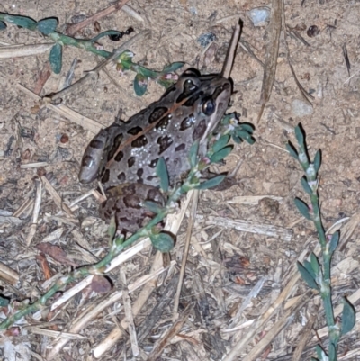 Limnodynastes tasmaniensis (Spotted Grass Frog) at Albury - 18 Mar 2021 by ChrisAllen