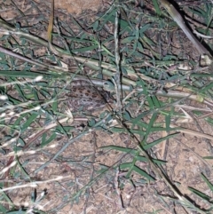 Limnodynastes tasmaniensis at Thurgoona, NSW - 18 Mar 2021 08:02 PM