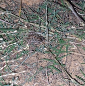 Limnodynastes tasmaniensis at Thurgoona, NSW - 18 Mar 2021