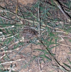 Limnodynastes tasmaniensis at Thurgoona, NSW - 18 Mar 2021