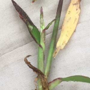 Digitaria sanguinalis at Majura, ACT - 18 Mar 2021