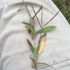 Digitaria sanguinalis at Majura, ACT - 18 Mar 2021