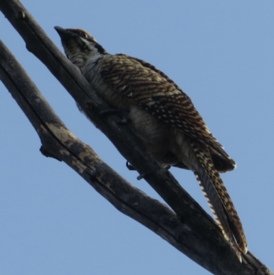 Eudynamys orientalis (Pacific Koel) at Narrabundah, ACT - 11 Mar 2021 by RobParnell