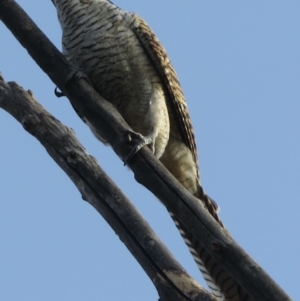 Eudynamys orientalis at Narrabundah, ACT - 11 Mar 2021 08:17 AM