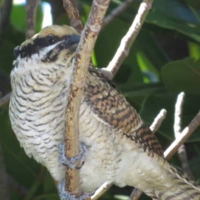 Eudynamys orientalis (Pacific Koel) at Narrabundah, ACT - 6 Mar 2021 by RobParnell