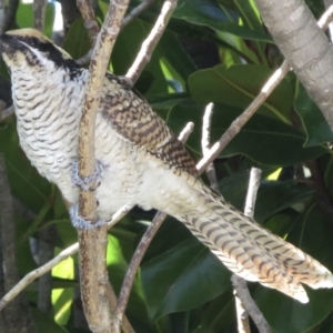 Eudynamys orientalis at Narrabundah, ACT - 6 Mar 2021