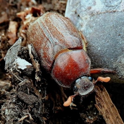 Melolonthini (tribe) (Cockchafer) at Crooked Corner, NSW - 14 Jan 2021 by Milly