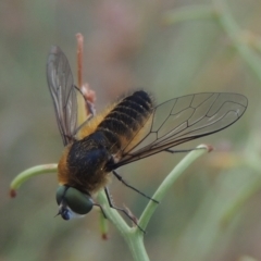 Comptosia sp. (genus) (Unidentified Comptosia bee fly) at Pollinator-friendly garden Conder - 6 Jan 2021 by michaelb