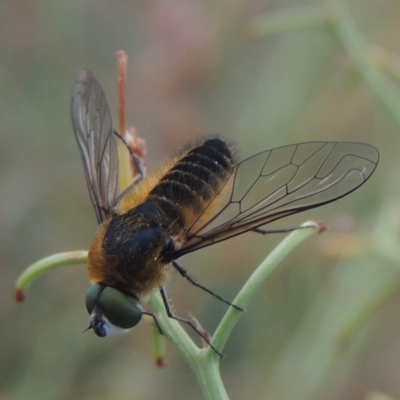 Comptosia sp. (genus) (Unidentified Comptosia bee fly) at Conder, ACT - 6 Jan 2021 by MichaelBedingfield