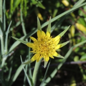 Tragopogon dubius at Conder, ACT - 21 Jan 2021