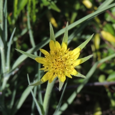 Tragopogon dubius (Goatsbeard) at Conder, ACT - 21 Jan 2021 by MichaelBedingfield