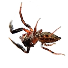 Pungalina sp. (genus) at Crooked Corner, NSW - 19 Mar 2021 by Milly