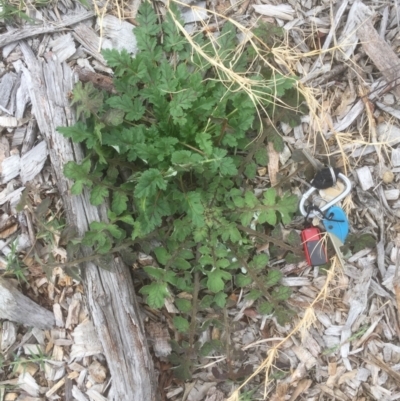 Erodium botrys (Long Storksbill) at Emu Creek - 19 Mar 2021 by JohnGiacon