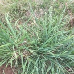 Dactylis glomerata (Cocksfoot) at Flea Bog Flat to Emu Creek Corridor - 19 Mar 2021 by JohnGiacon