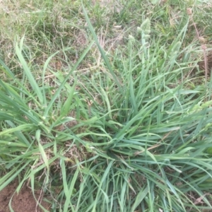 Dactylis glomerata at Belconnen, ACT - 19 Mar 2021