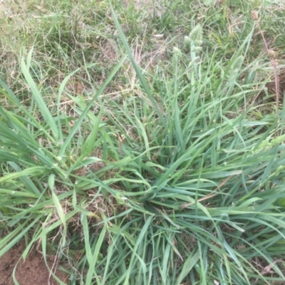 Dactylis glomerata (Cocksfoot) at Flea Bog Flat to Emu Creek Corridor - 19 Mar 2021 by JohnGiacon