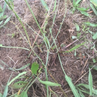 Rumex brownii (Slender Dock) at Emu Creek - 19 Mar 2021 by JohnGiacon