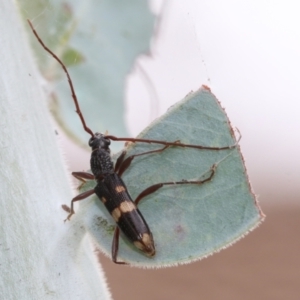 Coleocoptus senio at Higgins, ACT - 19 Mar 2021