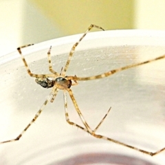 Cryptachaea gigantipes (White porch spider) at Crooked Corner, NSW - 16 Mar 2021 by Milly