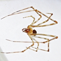 Cryptachaea gigantipes at Crooked Corner, NSW - 16 Mar 2021