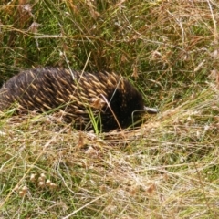 Tachyglossus aculeatus (Short-beaked Echidna) at Goorooyarroo NR (ACT) - 11 Mar 2021 by MichaelMulvaney