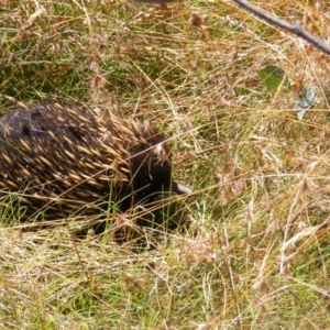 Tachyglossus aculeatus at Forde, ACT - 11 Mar 2021 02:48 PM