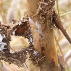 Papyrius nitidus at Molonglo River Reserve - suppressed
