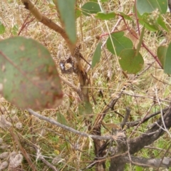 Papyrius nitidus at Molonglo River Reserve - suppressed