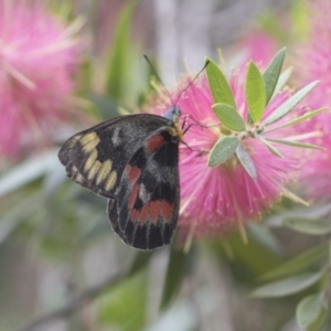 Delias harpalyce at Acton, ACT - 18 Mar 2021