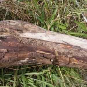 Papyrius nitidus at Molonglo River Reserve - suppressed