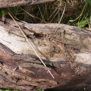 Papyrius nitidus at Molonglo River Reserve - suppressed