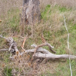 Papyrius nitidus at Molonglo River Reserve - suppressed