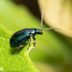 Altica sp. (genus) (Flea beetle) at ANBG - 19 Mar 2021 by Roger