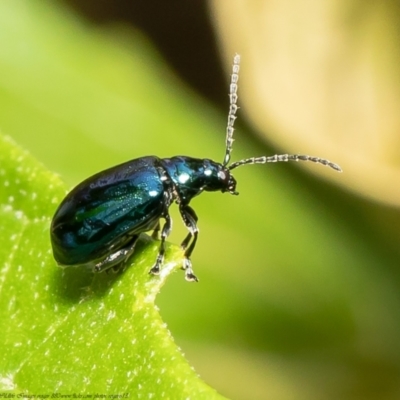Altica sp. (genus) (Flea beetle) at ANBG - 19 Mar 2021 by Roger